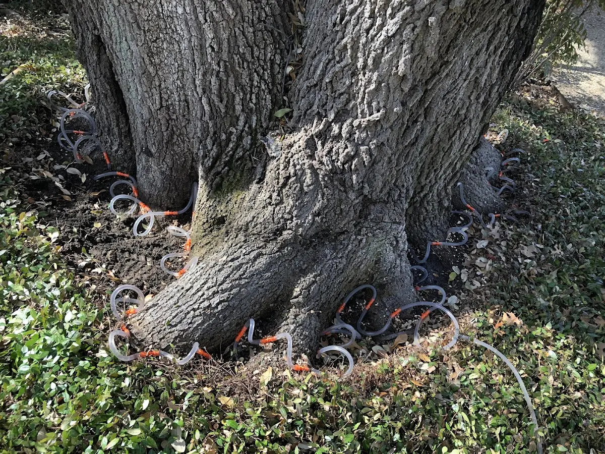 Detailed Tree Cabling and Bracing job site in Bluewater