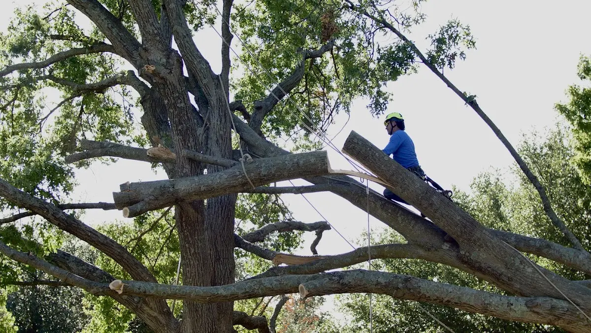 Professional Hazardous Tree Removal performed by certified arborists in Bluewater