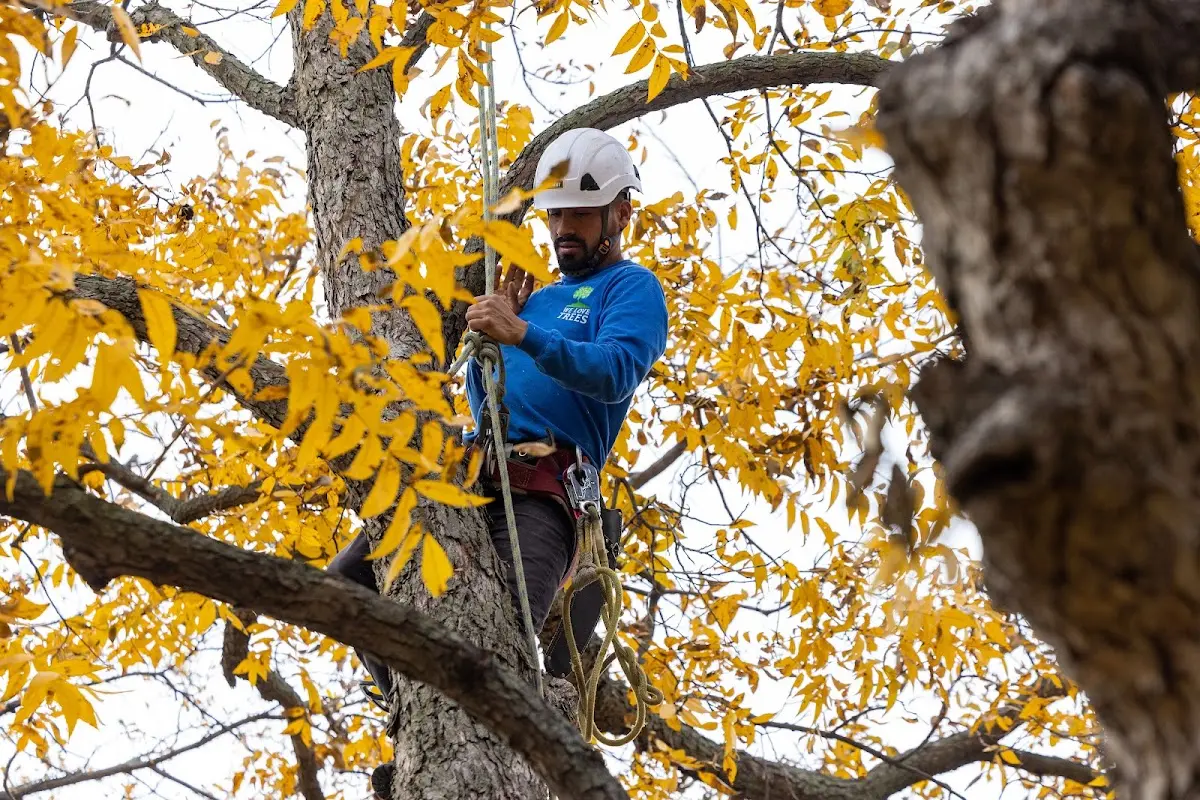 Skilled Tree Transplanting crew working in Bluewater